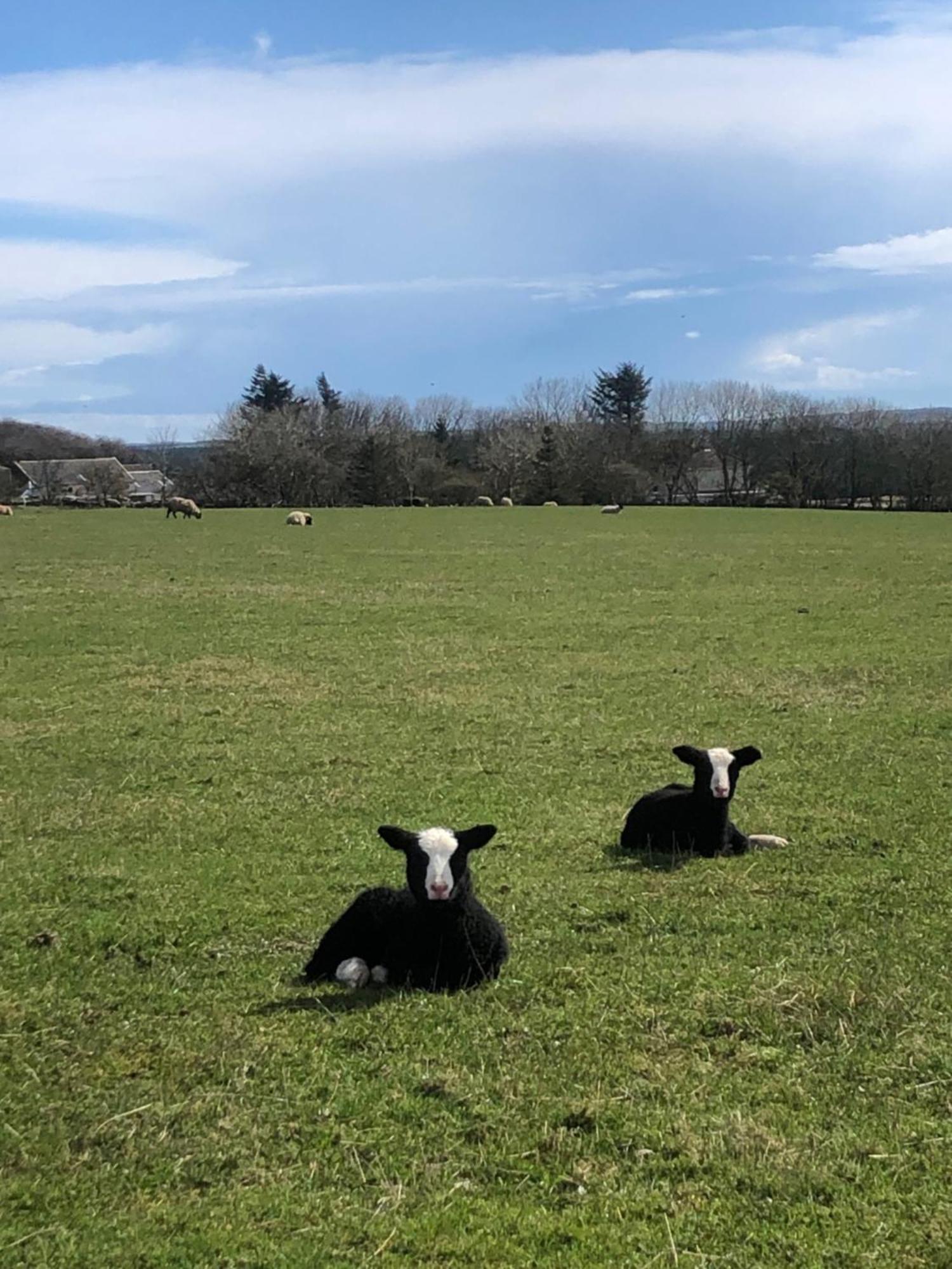 Caithness View Luxury Farm Lodges And Bbq Huts วิค ภายนอก รูปภาพ
